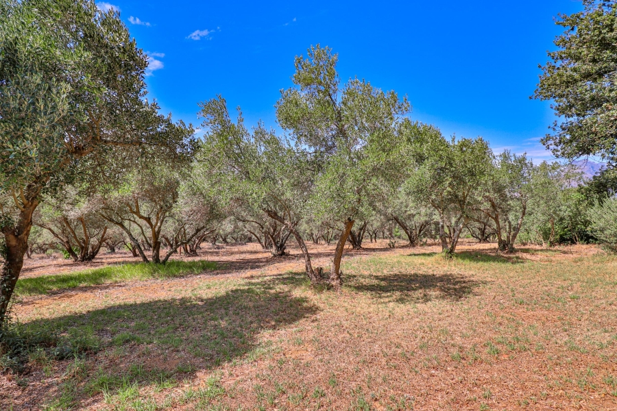 10 Bedroom Property for Sale in Stellenbosch Farms Western Cape